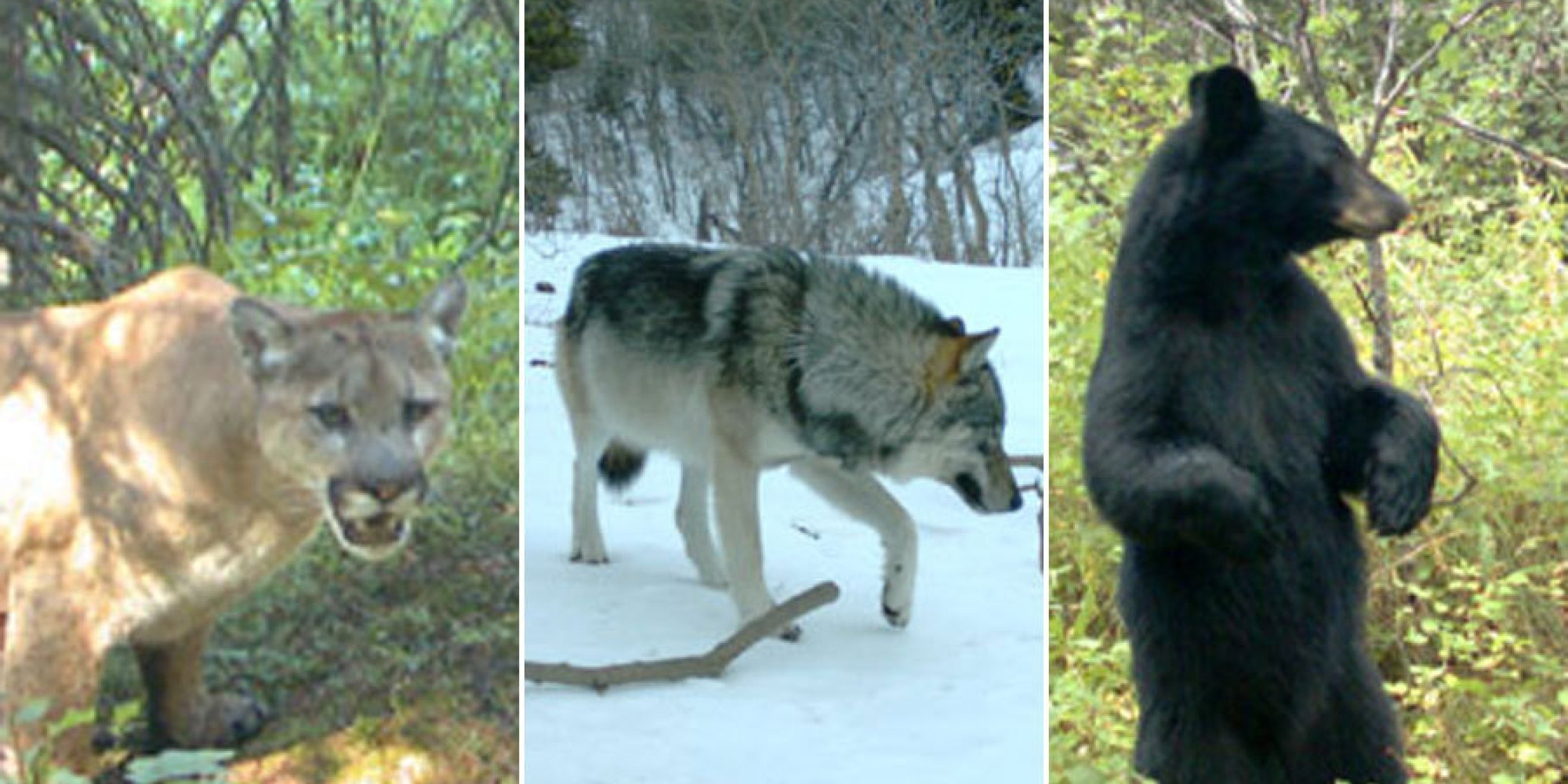 Alberta Wildlife Captured By Waterton Lakes Remote Cameras