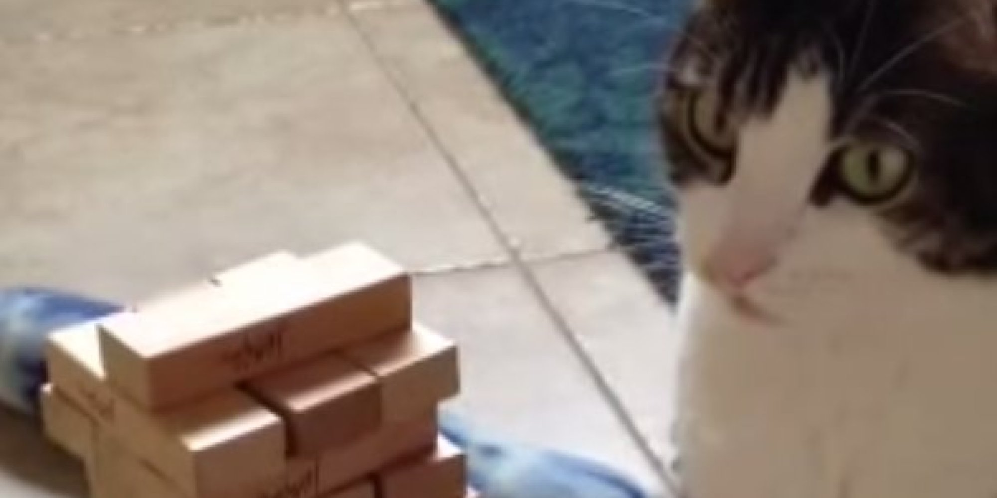 This Cat Is Amazingly Good At Jenga (VIDEO) HuffPost UK