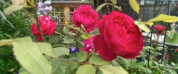rosiers