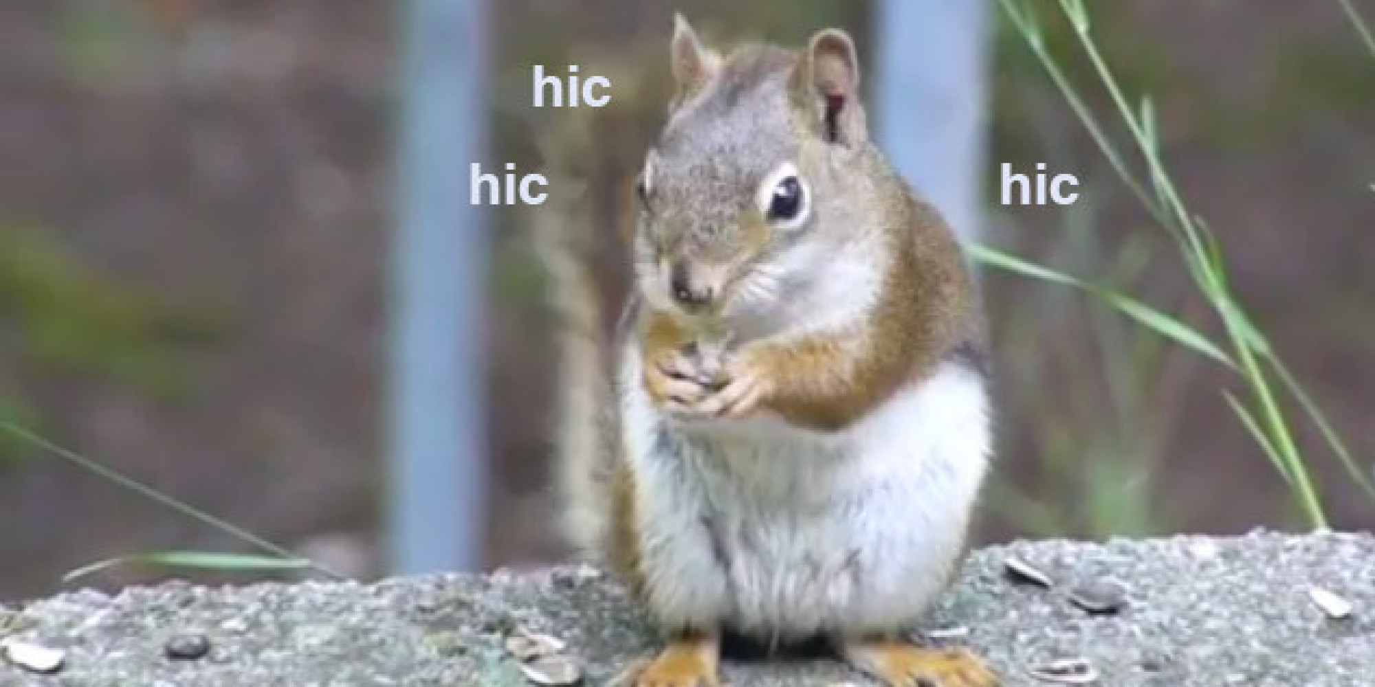 And Now, A Bunch Of Adorable Animals With The Hiccups
