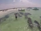 WATCH: Just A Herd Of Manatees Passing Through