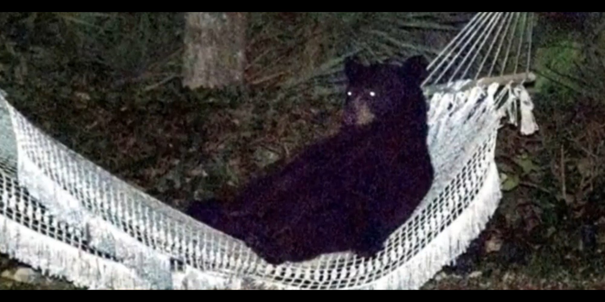 teddy bear hammock