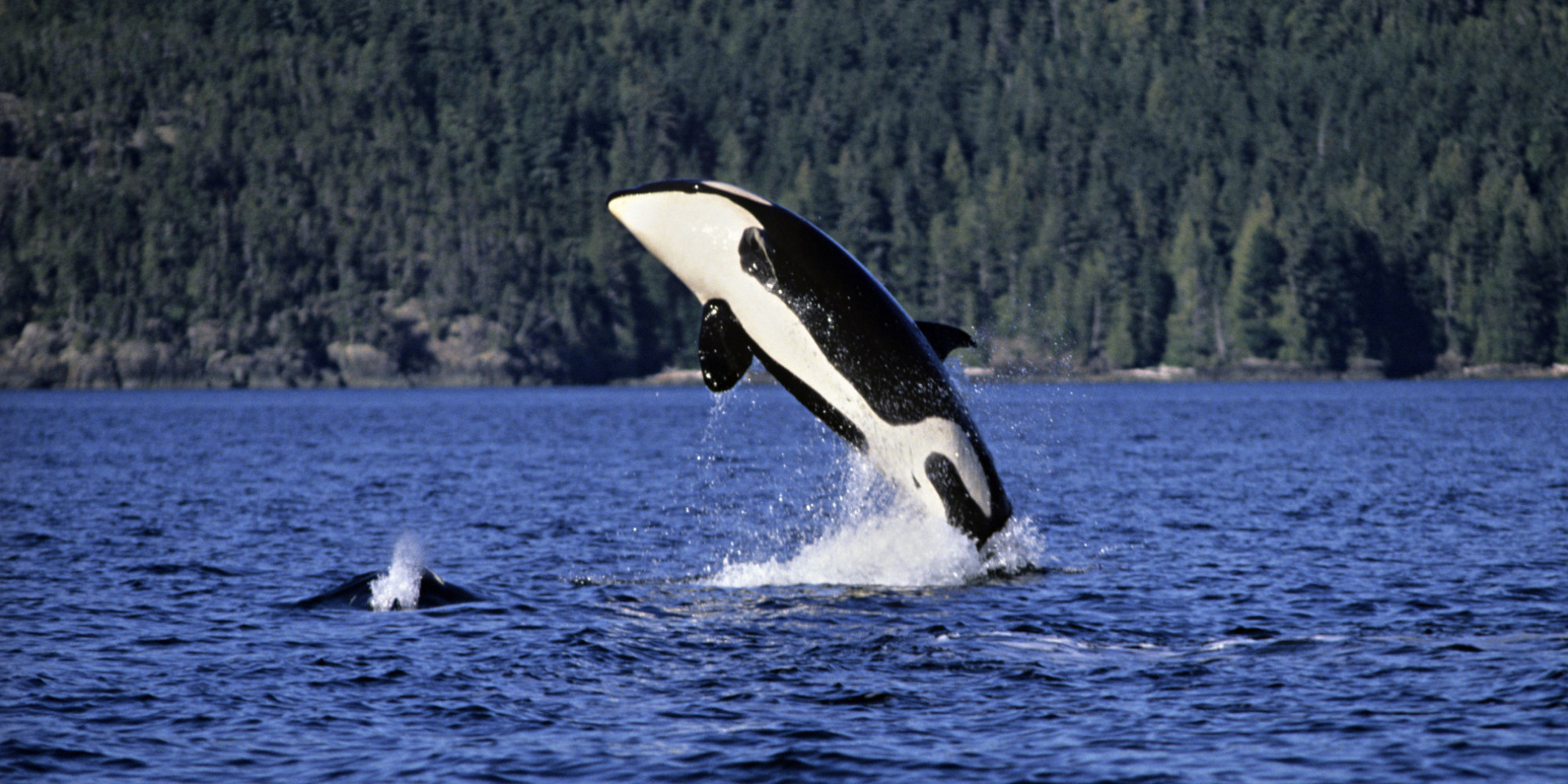 B.C. Southern Orca Whales Remain Endangered: Study