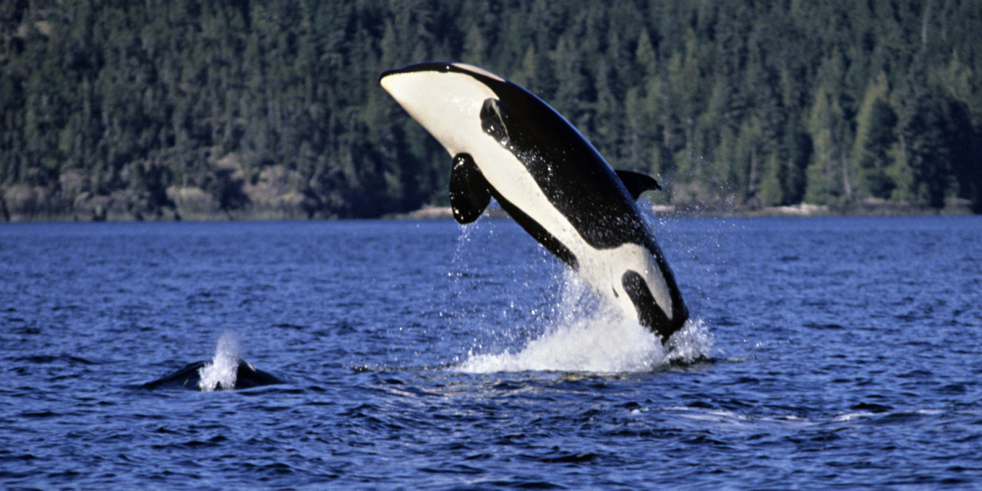 Killer Whale Video From Kayak Shows How Fast They Attack