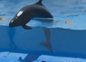 Dolphin Escape