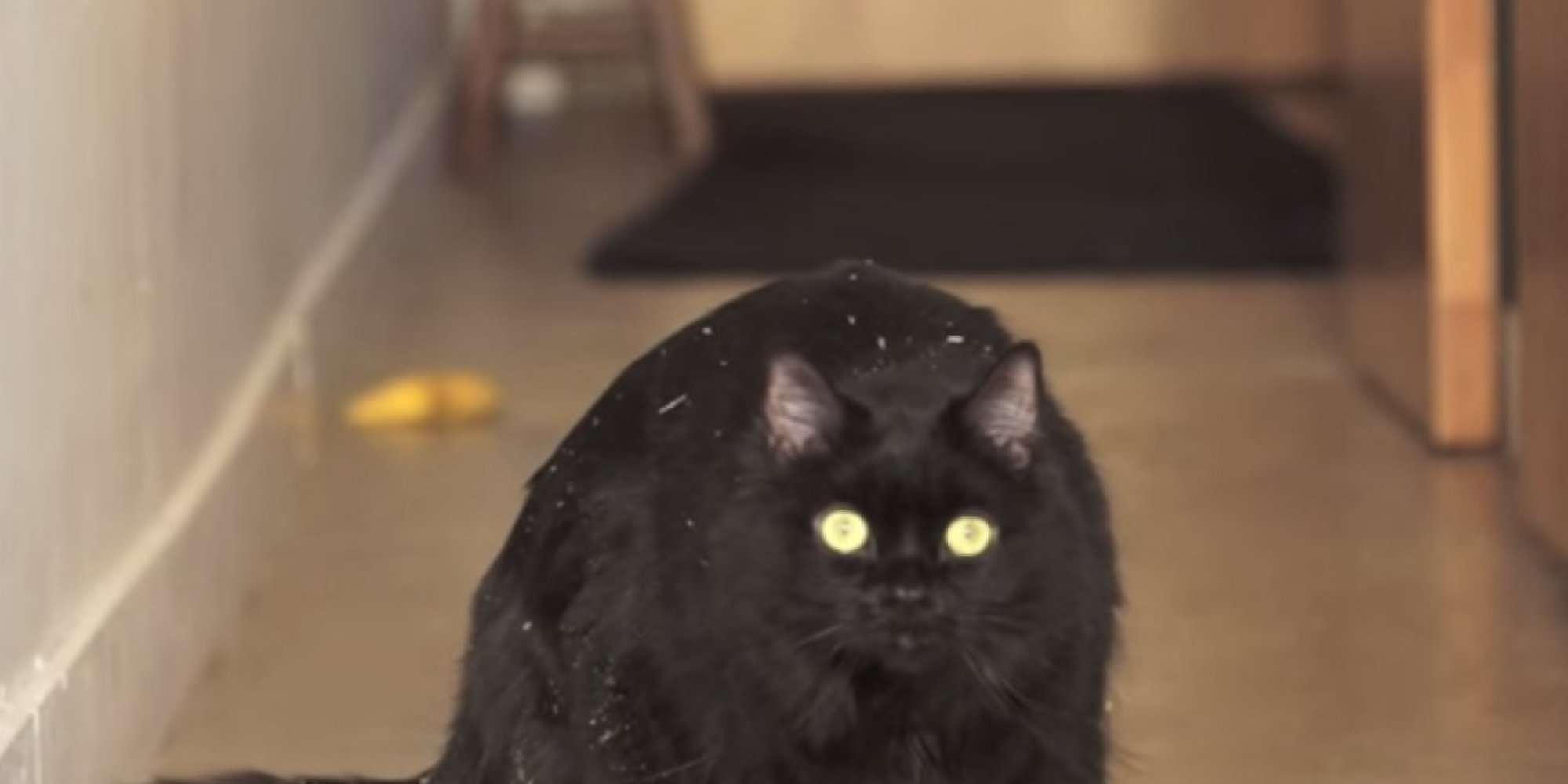 This Cat Is Addicted. Let Its Tale Be A Lesson To Others (VIDEO