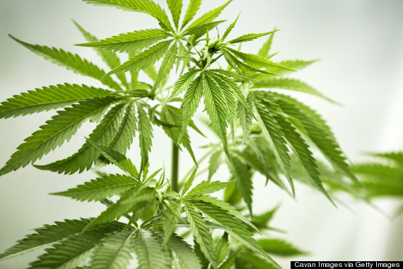 cannabis