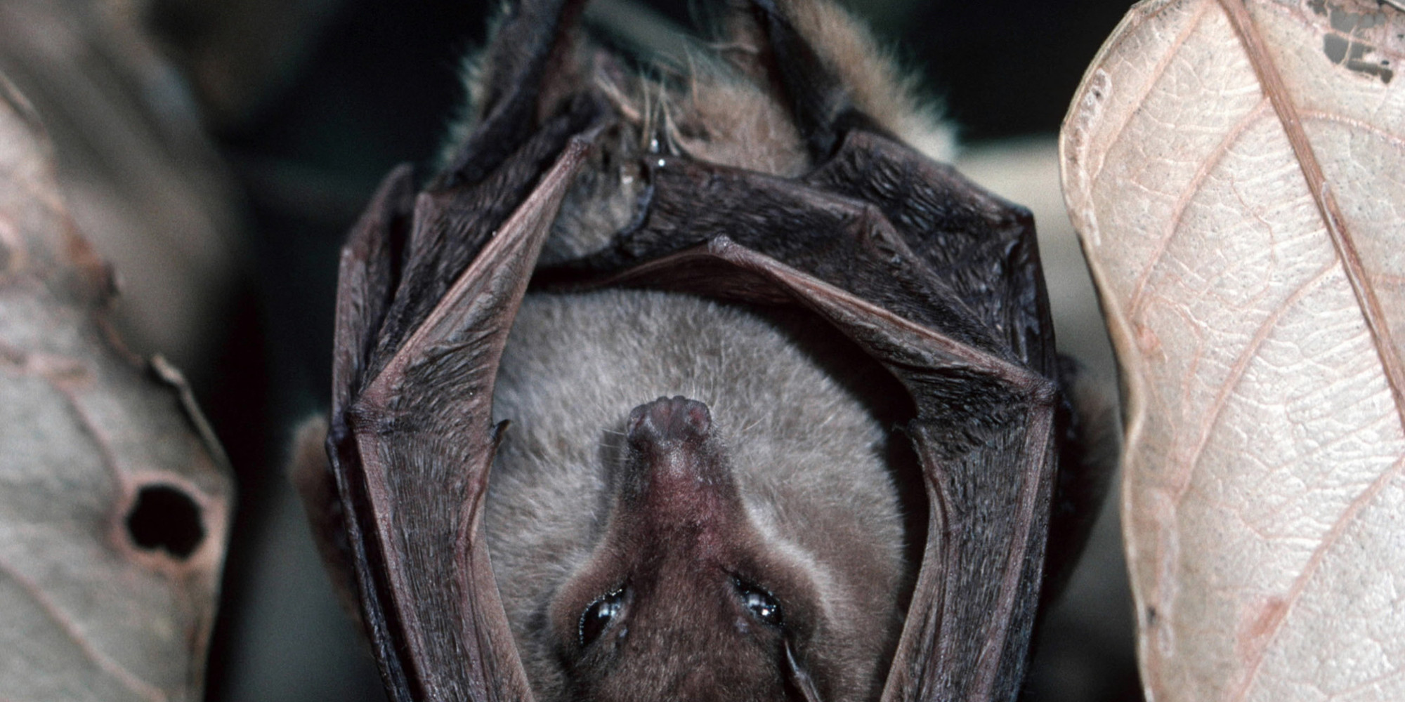 Presumed Extinct Bat Found In Papua New Guinea After 120 Years