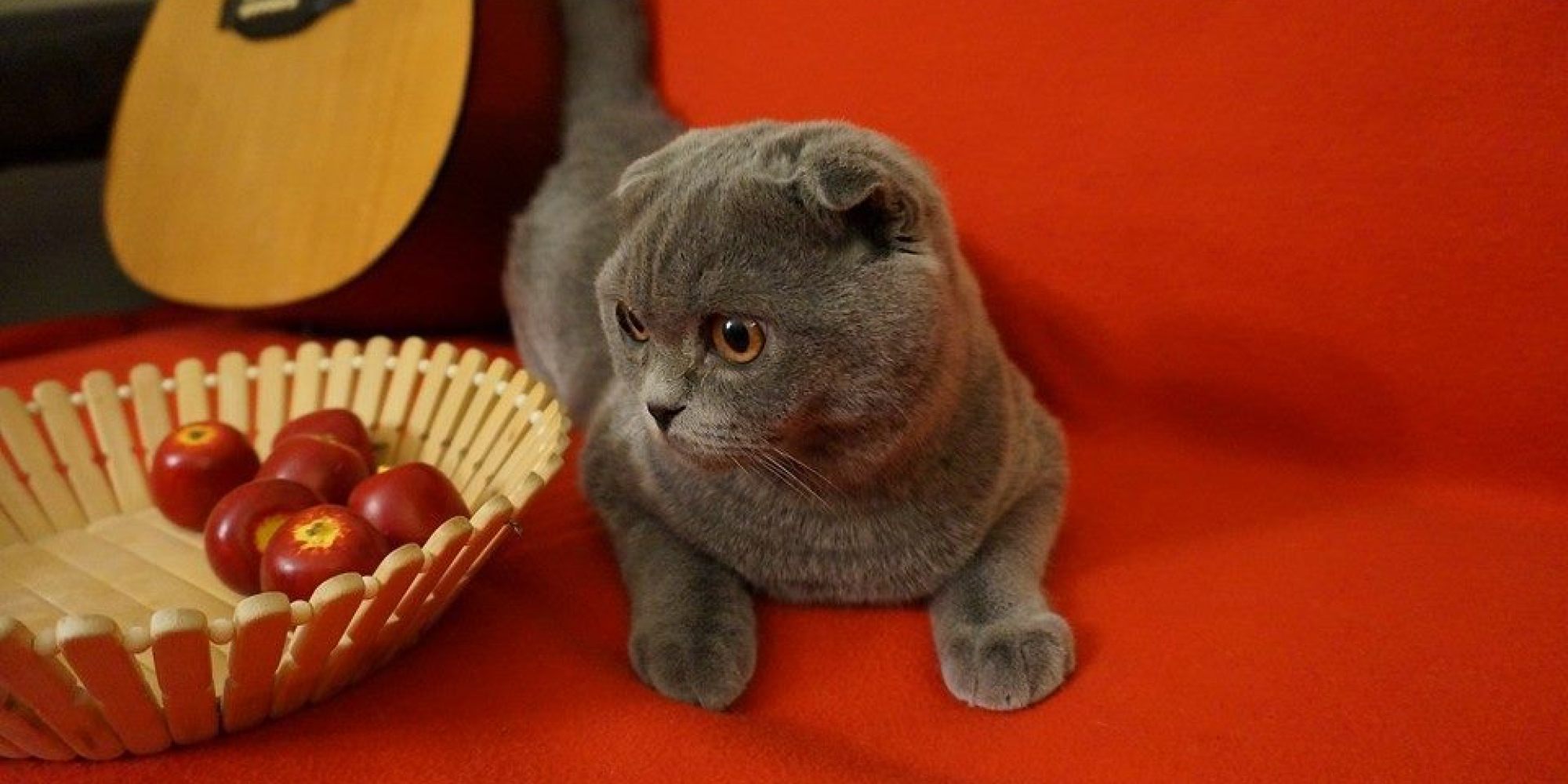 Chester The Cat s Owner Blames Air Canada For Losing Him PHOTOS 