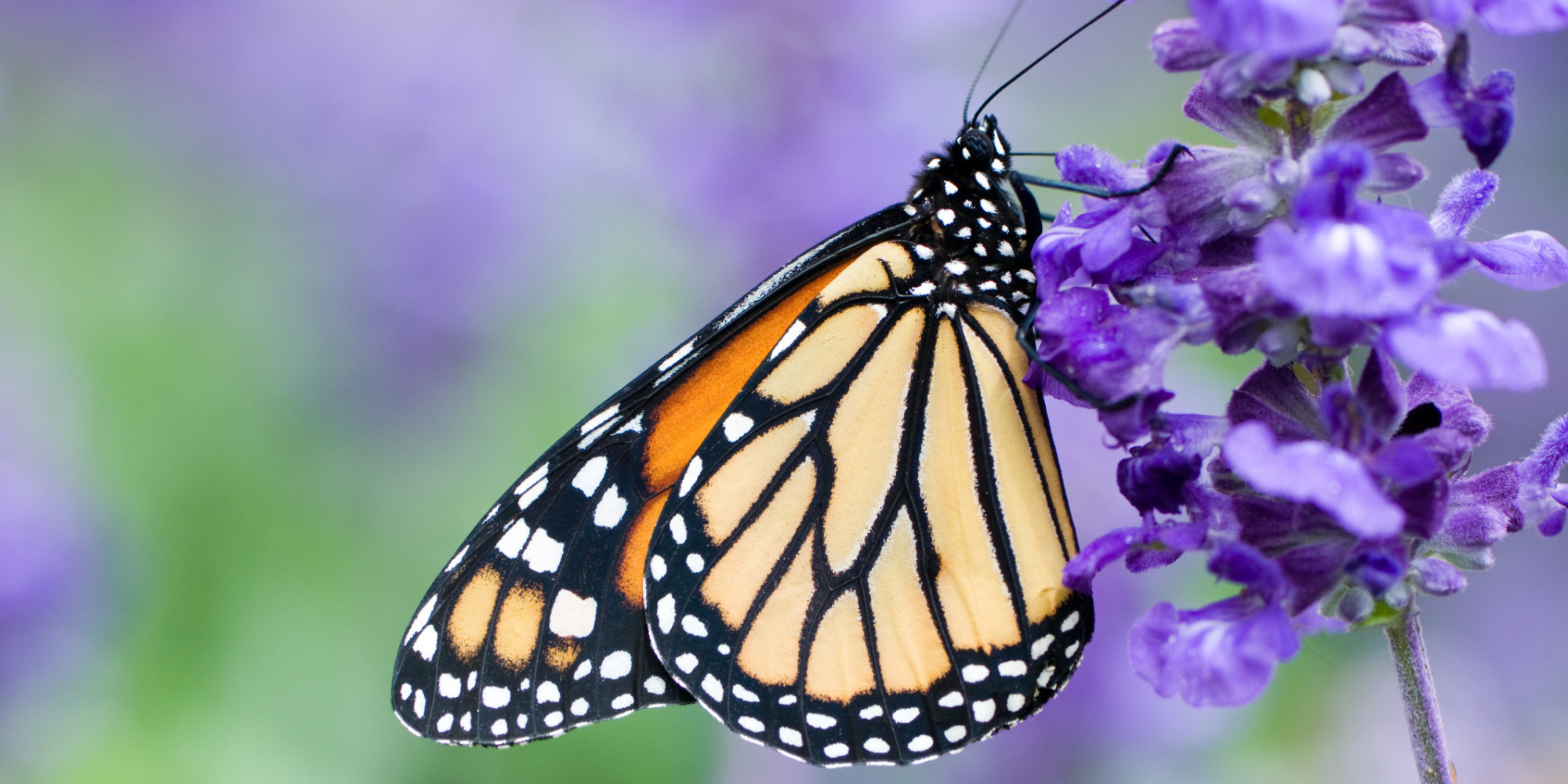 We're Losing Our Monarch Butterflies, And GM Crops Could Be To Blame