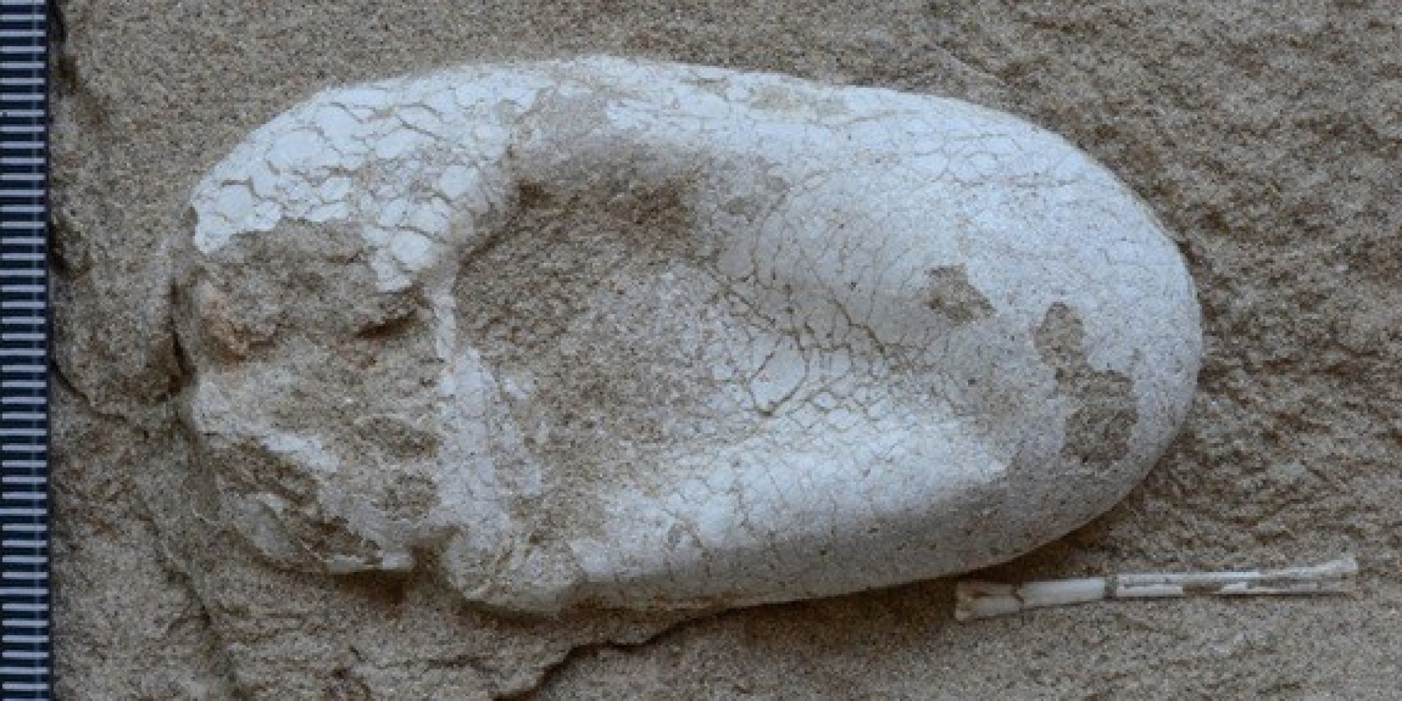 First 3D Egg Fossils Of Ancient Flying Reptiles Found In