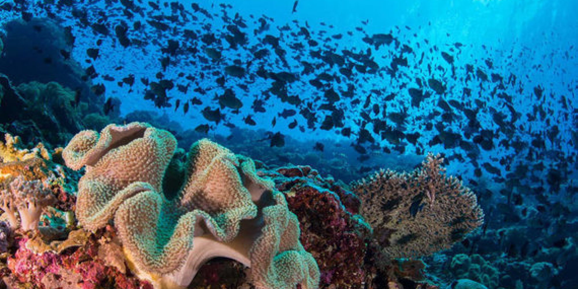 Wild Undersea Of Remote South Pacific Islands (PHOTOS ...