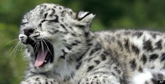 Snow Leopard