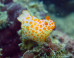 Cartoon-Like Sea Slug Cannibalizes Another Sea Slug, In Slo-Mo (VIDEO)