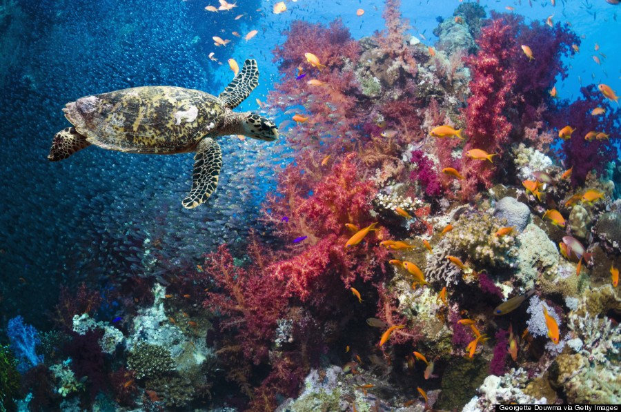 coral reef turtle