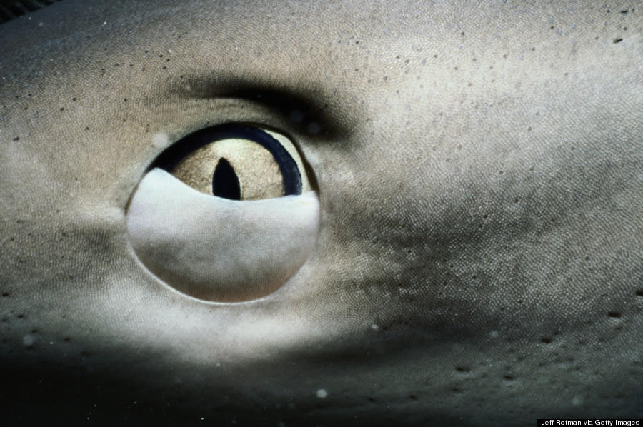 shark eye