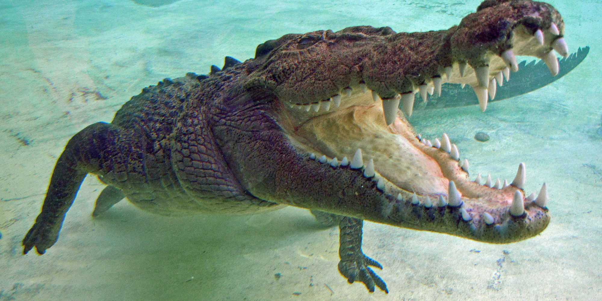 human-remains-found-inside-a-crocodile-huffpost