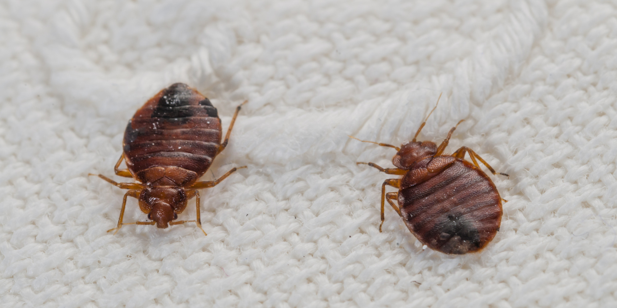 Pictures of What Bed Bugs Look Like | Photos of Bed Bug Bites