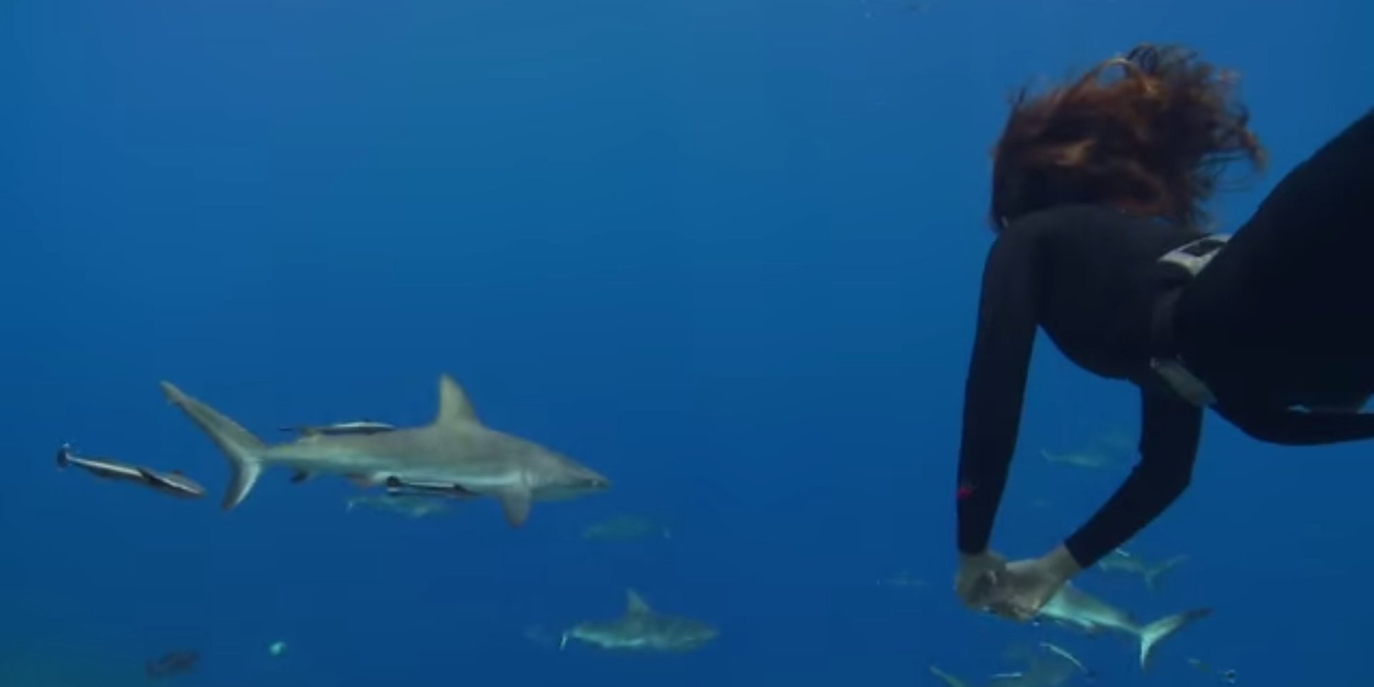 'Shark Girl' Madison Stewart Fighting To Save The Ocean's Top Predator