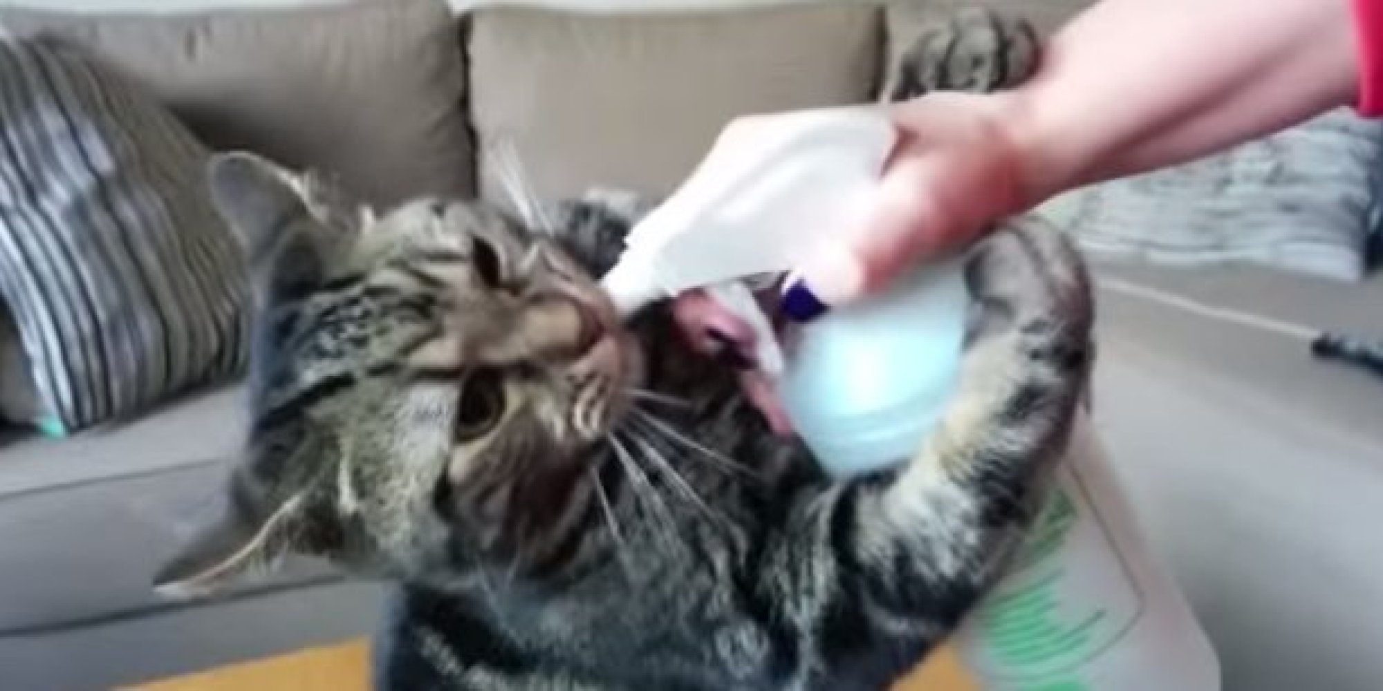 This Cat REALLY Loves His Spray Water Bottle (VIDEO)