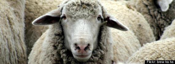 Tour De France Sheep
