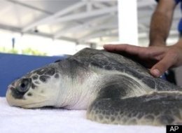 Gulf Turtle Rehab