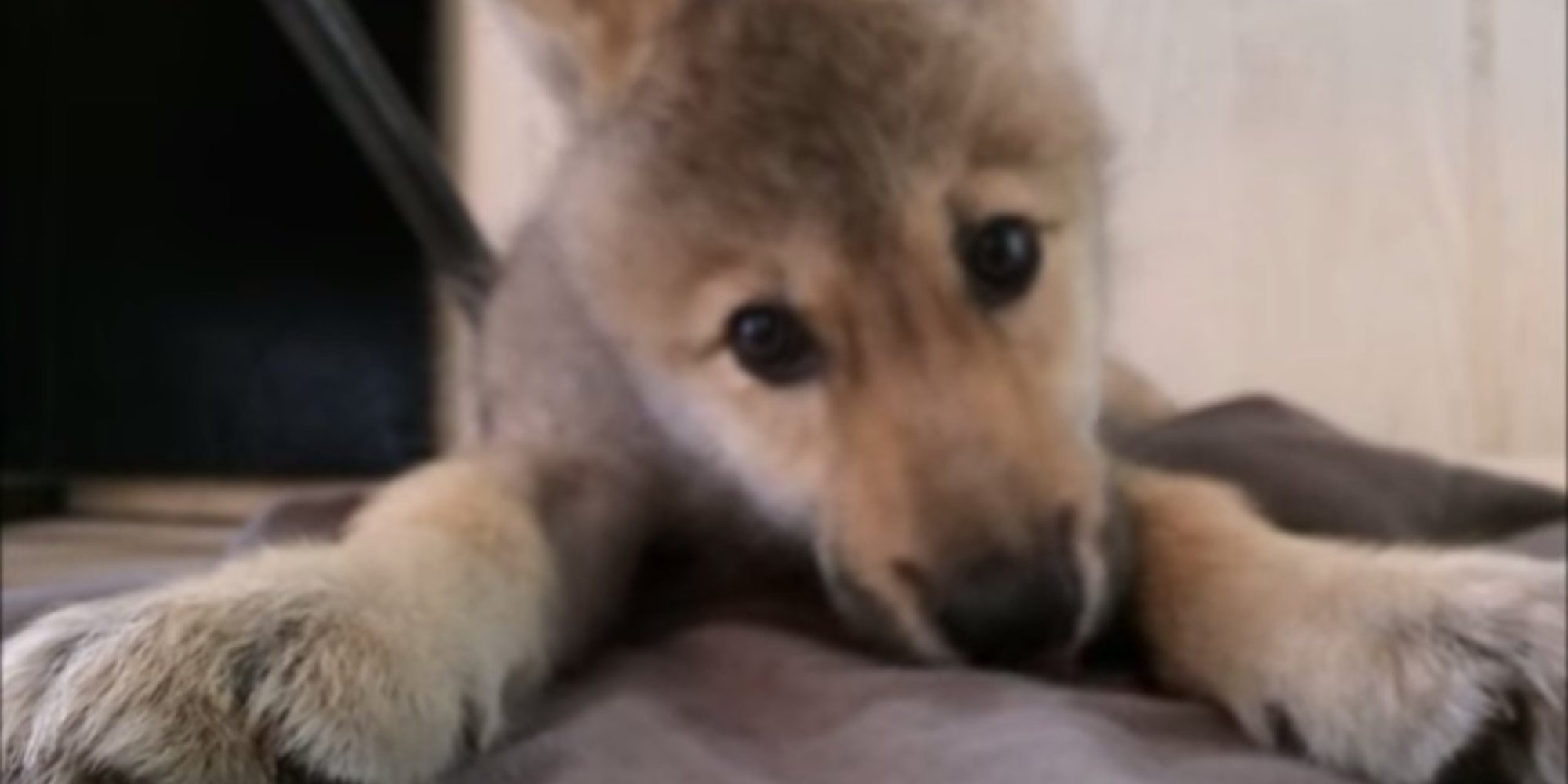 Wolf Pup Hiccups. Enough Said. | HuffPost