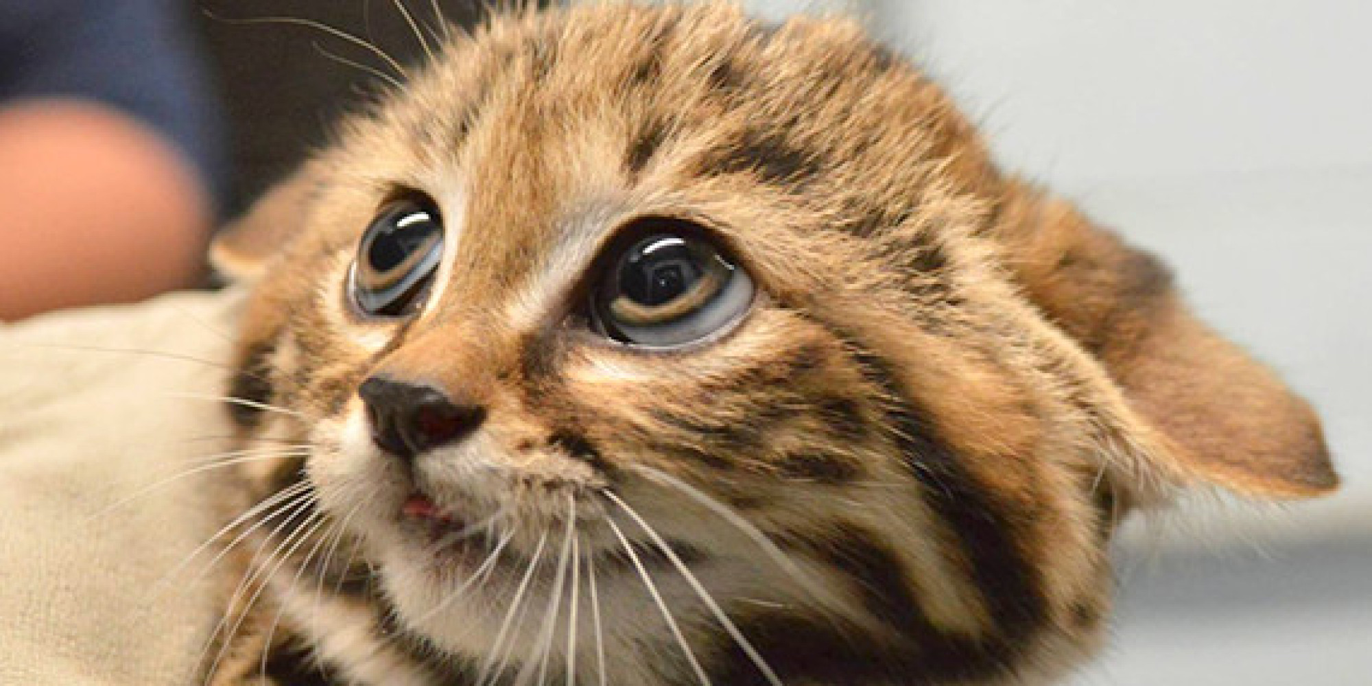  Zoo Welcomes BlackFooted Cat Kittens And We Are Freaking Out