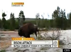 Biston Yellowstone
