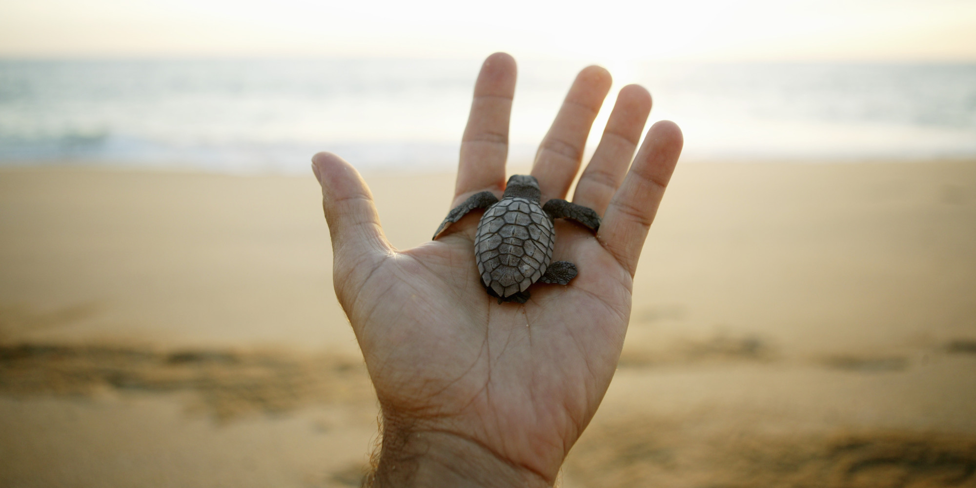 12 Sea Turtle Facts That Prove How Cool They Are | HuffPost