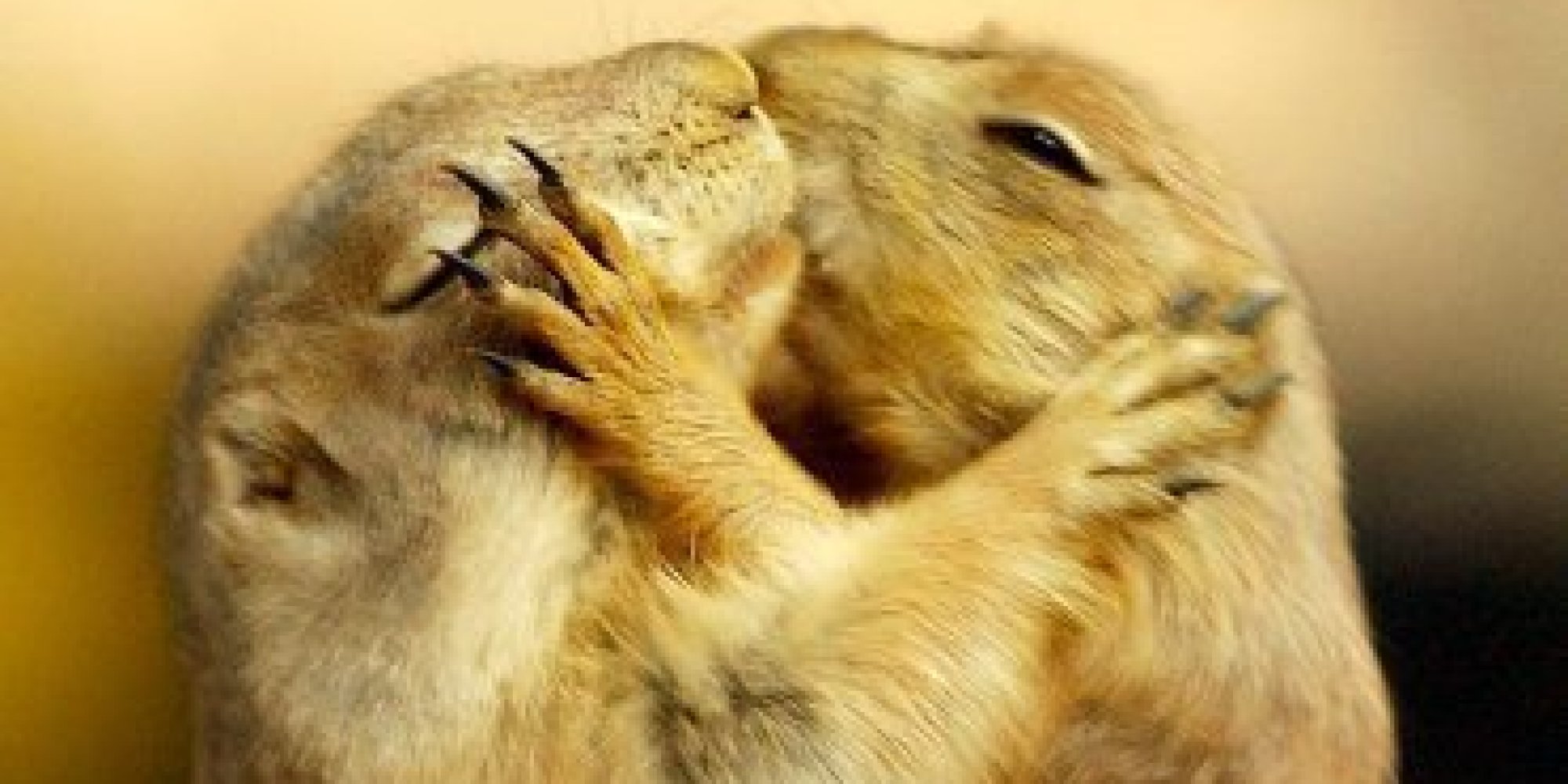 herbivores-wild-animal-best-blog-pictures-of-cute-animals-kissing