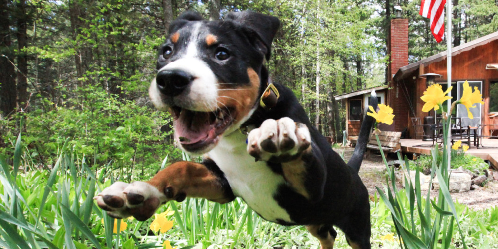 9 Adorable Pets Who Can Teach Us How To Win At Life HuffPost