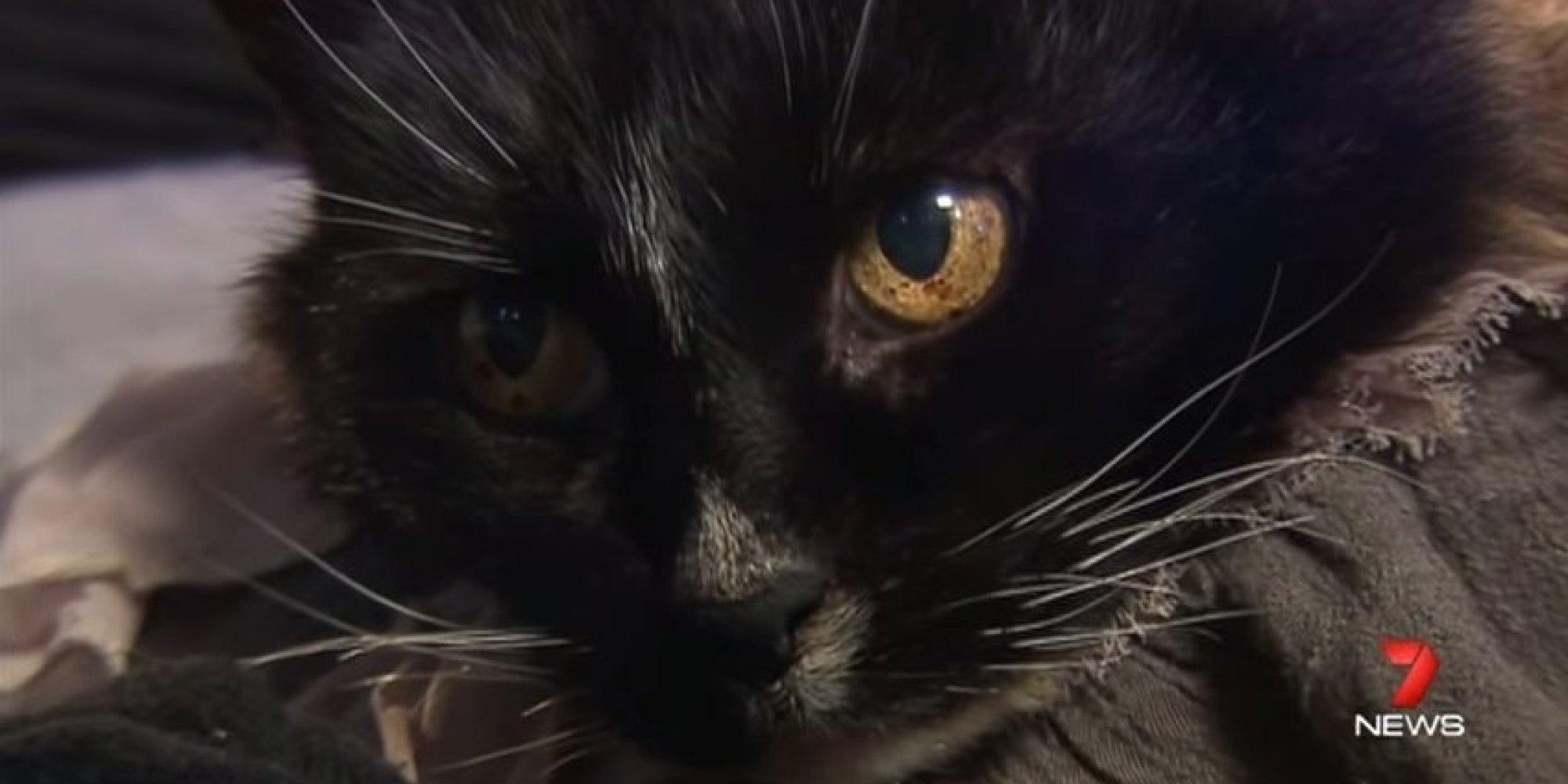 Lost Cat Returns Home After Being Missing For 13 Years (VIDEO ...