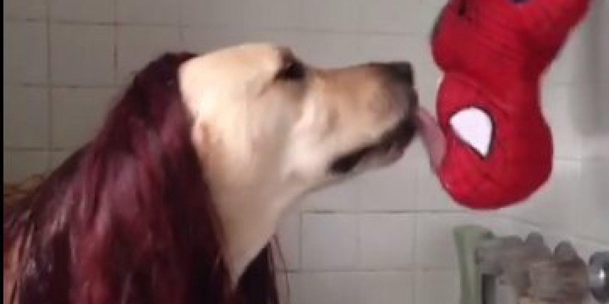 o-DOG-UPSIDE-DOWN-SPIDERMAN-