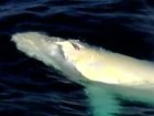 WATCH: Rare Albino Humpback Whale Caught On Camera