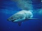 Good News For Great White Sharks