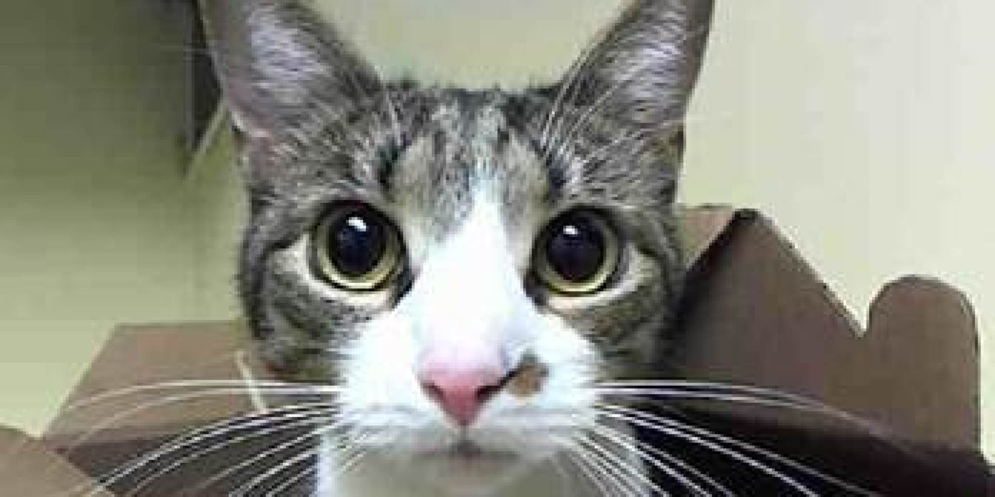 It's AdoptACat Month, So Adopt One Of These Adorable New York City