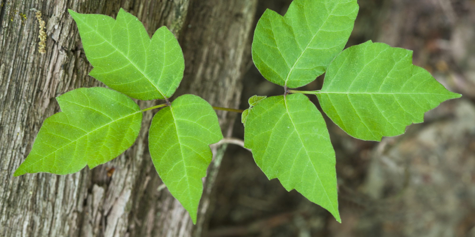 A Fungus May Soon Save You From The Poison Ivy Itch Jason Tetro