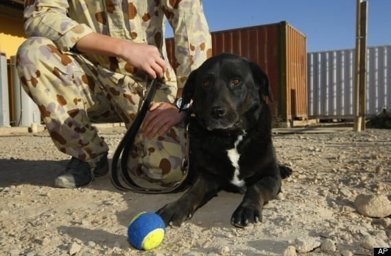 Afghan Dog