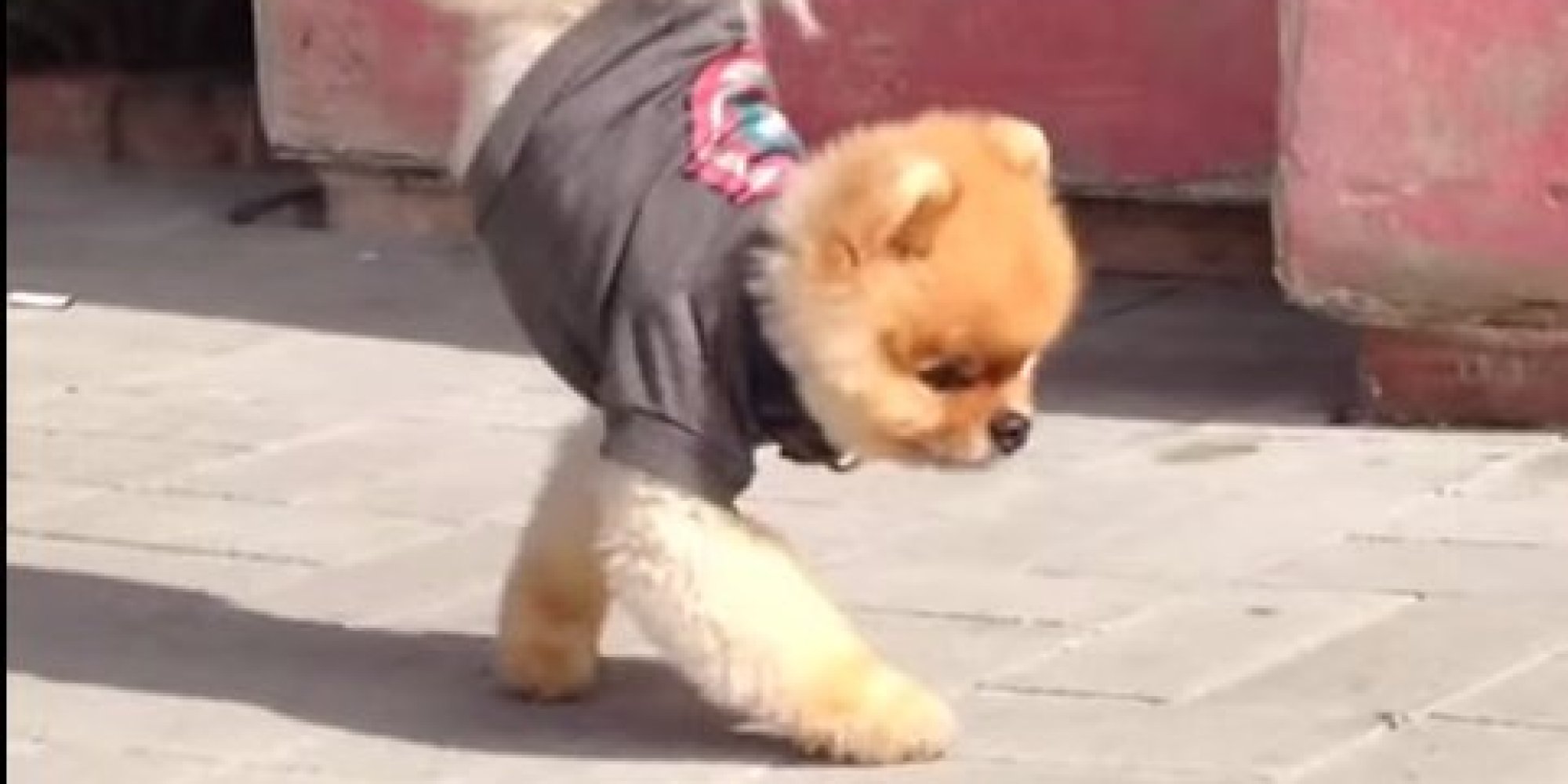 Just A Pomeranian Doing A Walking Handstand (VIDEO) HuffPost UK