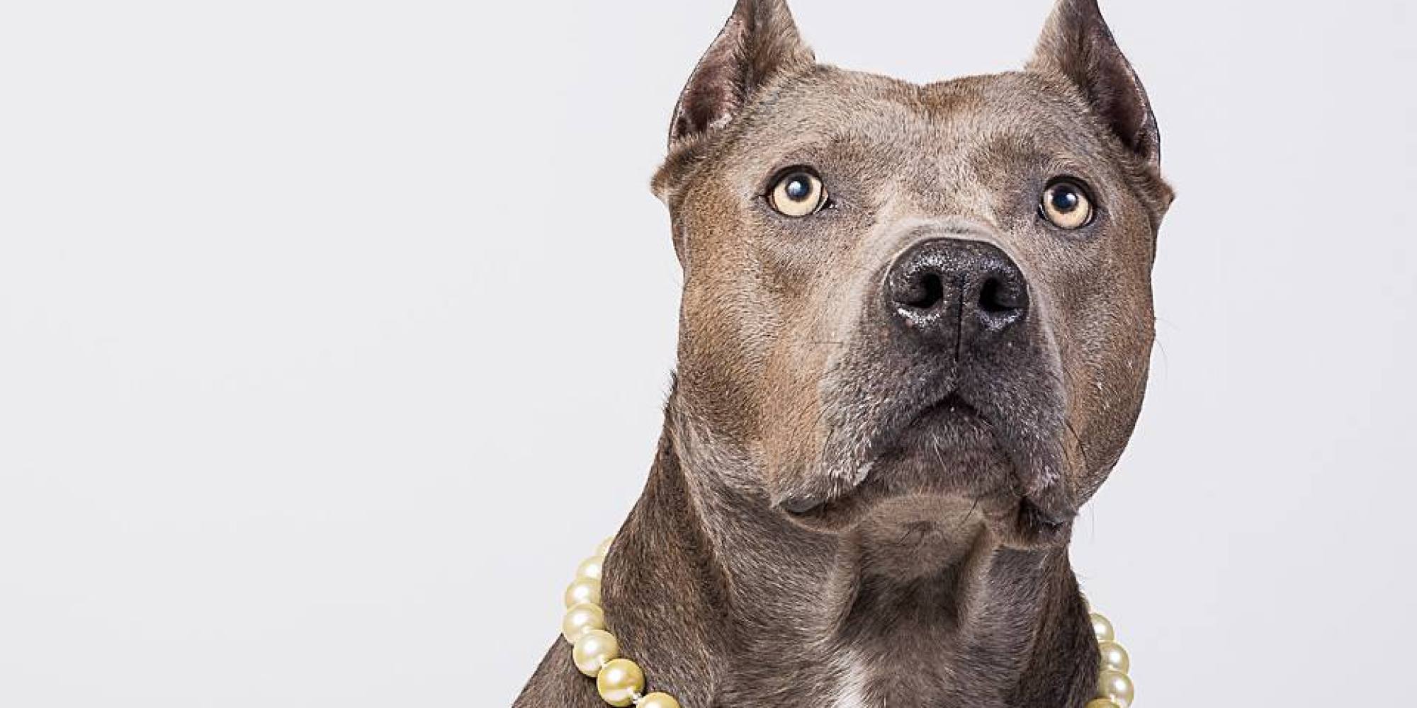 chagne pitbull puppies petition 183 time magazine article calls for panic ask them to retell this chagne pitbull puppies petition 183 time magazine article calls for panic ask them to retell this