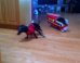 These Two Dachshunds Are The Cutest Firefighters You'll Ever See