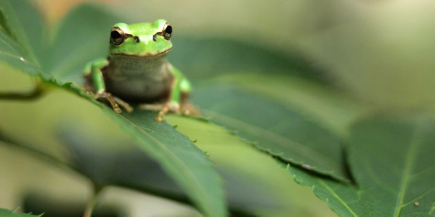 The Amazing Science Of Frogs' Sticky Tongues | HuffPost