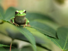 The Amazing Science Of Frogs' Sticky Tongues