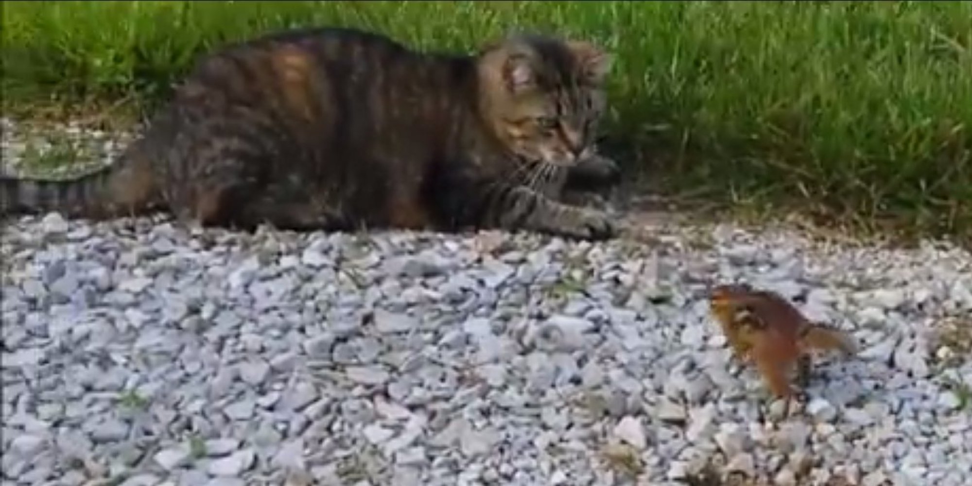 Cat Catches Chipmunk, Chipmunk Takes Revenge (VIDEO) HuffPost UK