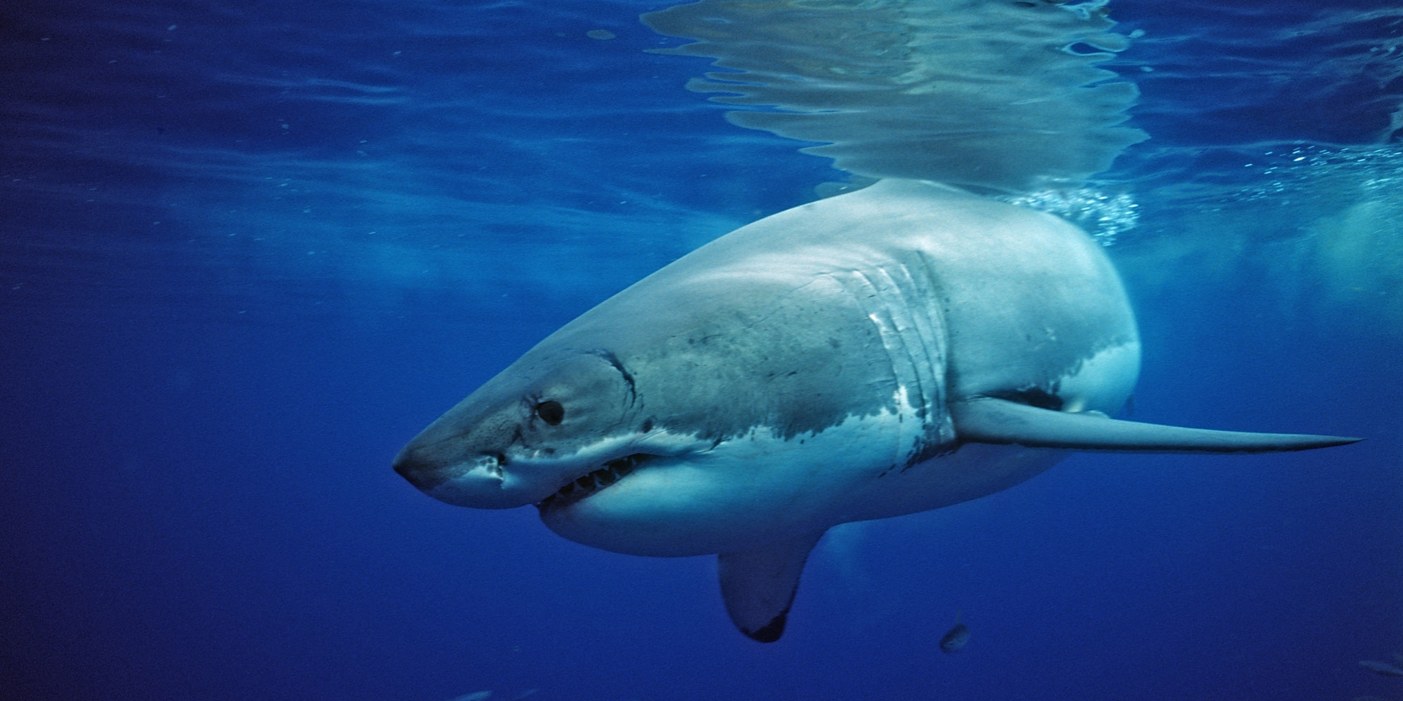 another-baby-great-white-shark-tagged-in-rhode-island-waters