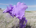 These Colorful Splashes May Look Like Sculptures, But They're Not (PHOTOS)