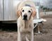 Photo Series Captures The Quiet Dignity Of Search And Rescue Dogs That Served During 9/11