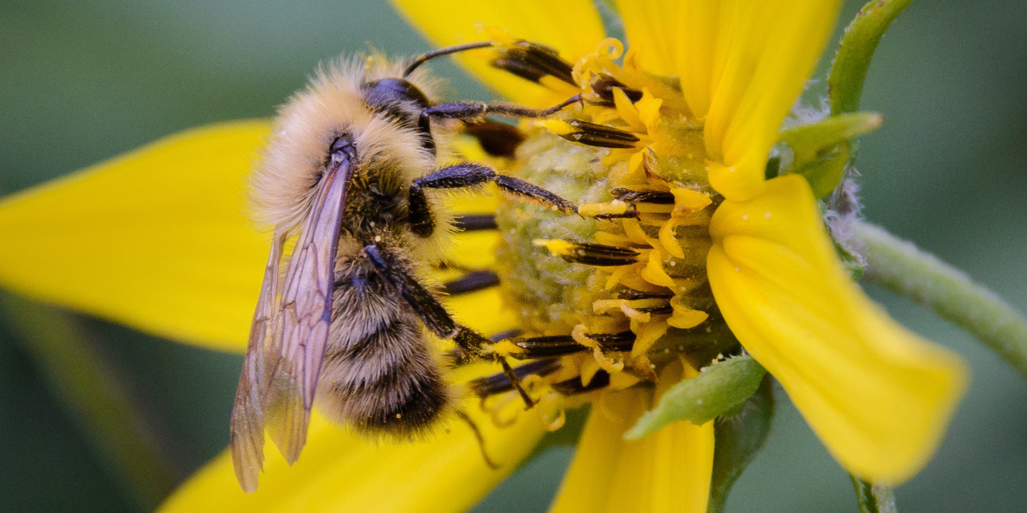 Pesticides Killing Bees, Say Scientists