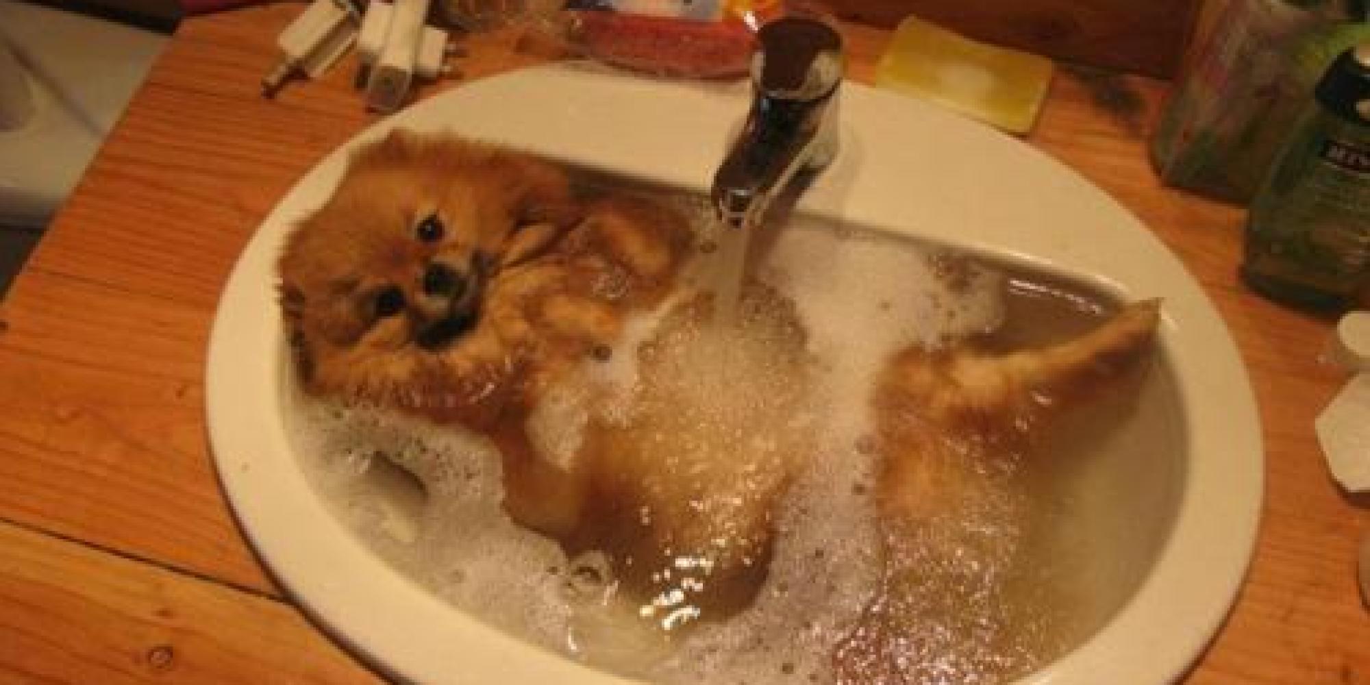The Only Thing Better Than Taking A Bath Adorable Animals Taking Baths